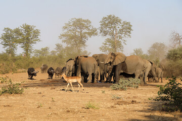 Afrikanischer Elefant und Kaffernbüffel / African elephant and Buffalo / Loxodonta africana et...