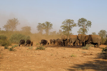 Afrikanischer Elefant und Kaffernbüffel / African elephant and Buffalo / Loxodonta africana et...
