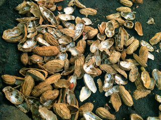 closeup peanut shell on the dark background