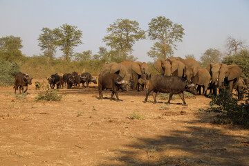 Afrikanischer Elefant und Kaffernbüffel / African elephant and Buffalo / Loxodonta africana et Syncerus caffer.