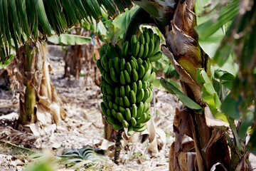  Bananenstaude auf La Gomera