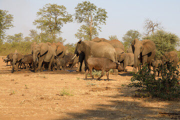 Obraz premium Afrikanischer Elefant und Kaffernbüffel / African elephant and Buffalo / Loxodonta africana et Syncerus caffer.