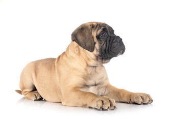 Obraz premium puppy bullmastiff in studio