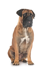 young bullmastiff in studio