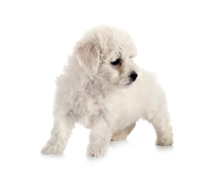 Bichon Frise in studio