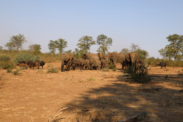 Afrikanischer Elefant und Kaffernbüffel / African elephant and Buffalo / Loxodonta africana et Syncerus caffer.