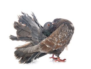 fantail pigeon in studio