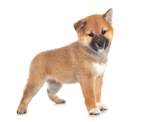 puppy shiba inu in studio