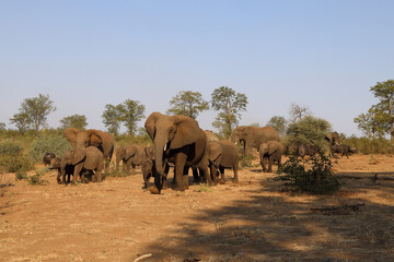 Fototapeta premium Afrikanischer Elefant / African elephant / Loxodonta africana.