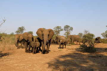 Fototapeta na wymiar Afrikanischer Elefant und Kaffernbüffel / African elephant and Buffalo / Loxodonta africana et Syncerus caffer.