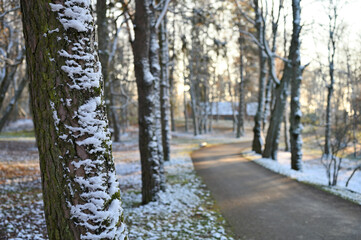 The trunk of a pine tree covered with snow