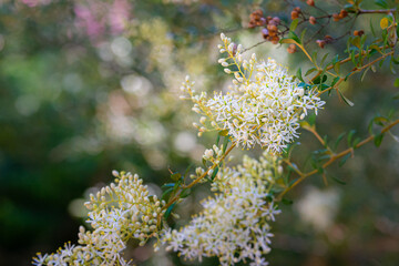 The flowers of the a shrub known as Sweet Bursaria or Bursaria spinosa