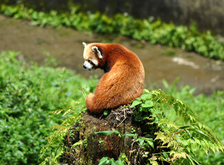 A red panda playing in a zoo at Himalayan Zoological Park in Gangtok, Sikkim. This is the state...