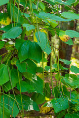 Obraz premium Catalpa bignonioides flowers, also known as southern catalpa, cigar tree, and Indian-bean-tree
