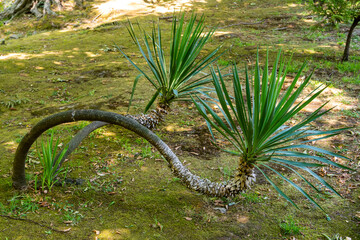 Mojave Yucca or Yucca shidigera palm in the flowerbed