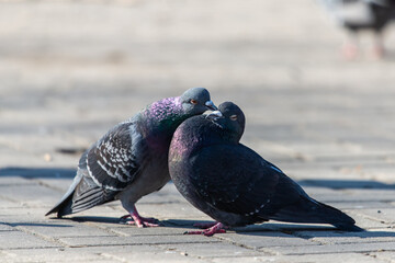 Couple of pigeons on the city street