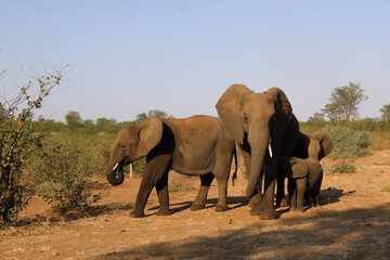 Fototapeta premium Afrikanischer Elefant / African elephant / Loxodonta africana.