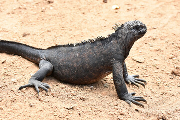 Galapagos marine iguana in Galapagos Islands, Ecuador