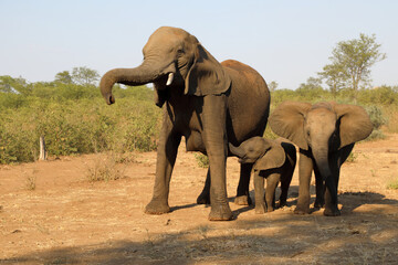 Fototapeta premium Afrikanischer Elefant / African elephant / Loxodonta africana.