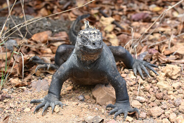 Galapagos marine iguana in Galapagos Islands, Ecuador
