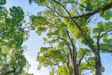 静岡県熱海市　来宮神社の楠