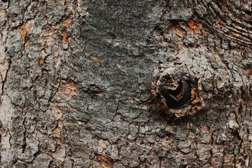 The texture of the bark of a tree with a dry knot. Soft focus