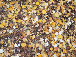 Autumn yellow colorful fallen leaves on ground in grass in park outdoor close up background texture as natural pattern