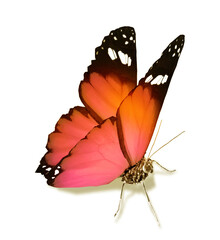 Color butterfly , isolated on the white