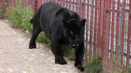The panther is walking by the zoo cage