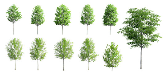 Set of Beautiful 3D Trees Isolated on white background , Use for visualization in architectural design