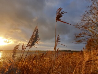 sunset behind reeds on a windy day by the lake