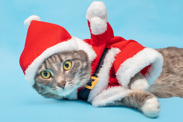 Grey cat in a funny Santa Claus costume in the Studio on a blue background. Concept of clothing for Pets at new year and Christmas time
