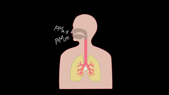 A video showing the process of fine dust entering the lungs.
