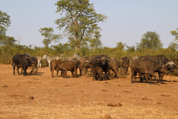 Kaffernbüffel und Steppenzebra / Buffalo and Burchell's zebra / Syncerus caffer et Equus...