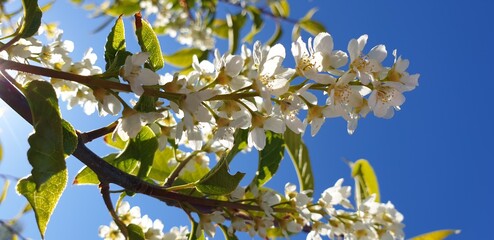 blue sky and flowers