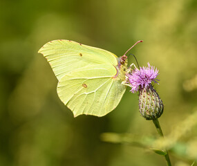 yellow butterfly common brimstone (Gonepteryx rhamni) on thistle flower