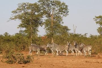 Steppenzebra / Burchell's zebra / Equus burchellii