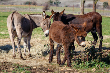Naklejka na ściany i meble Donkeys of different breed on the farm, two adults and a colt.