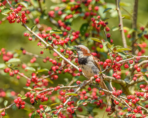 house sparrow (Passer domesticus) on a twig surrounded with red berries amazed