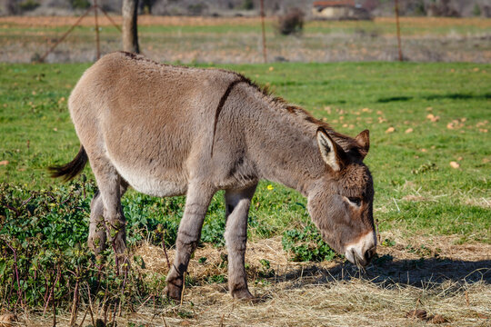 Breed of donkey or domestic donkey feeding.