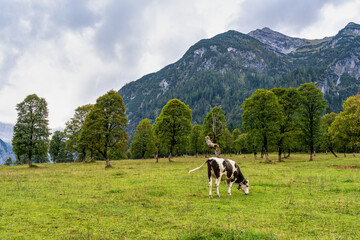 maple trees at Ahornboden, Karwendel mountains, Tyrol, Austria