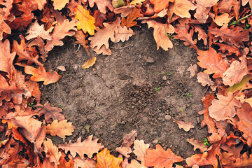 Frame made of fallen leaves on the ground in autumn park