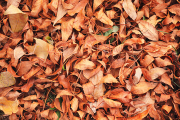 Fallen leaves on the ground in autumn park