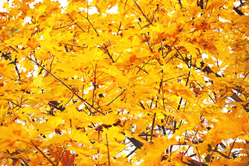 Beautiful tree in autumn park