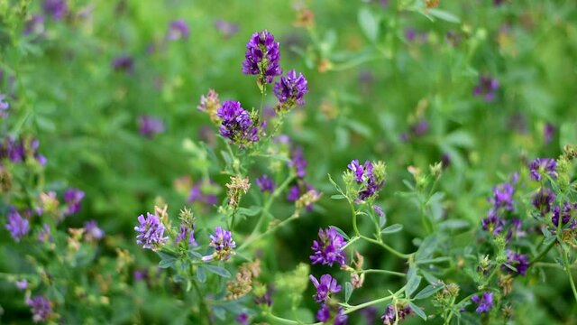 Alfalfa bloomed in the field.