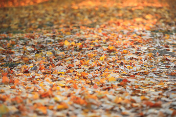 Autumn leaves on ground in park