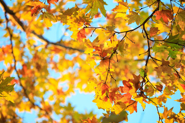 Fototapeta na wymiar Beautiful tree in autumn park