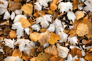 Autumn leaves on ground in park