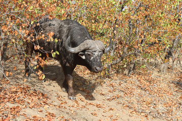 Kaffernbüffel / Buffalo / Syncerus caffer