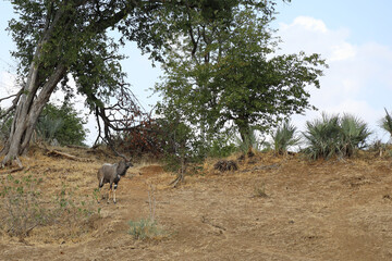 Nyala / Nyala / Tragelaphus angasii.